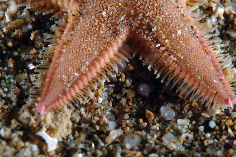 Astropecten irregularis pentacanthus (Delle Chiaje, 1827)